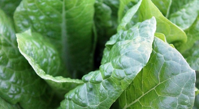 can-guinea-pigs-eat-spinach-leaves