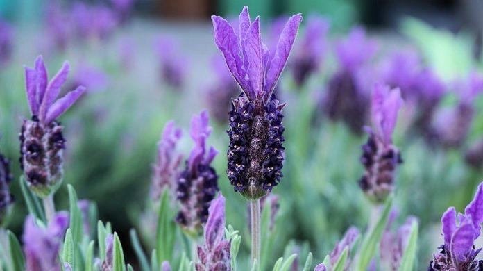 30 Great Lavender Plant Recipes And Uses How To Grow