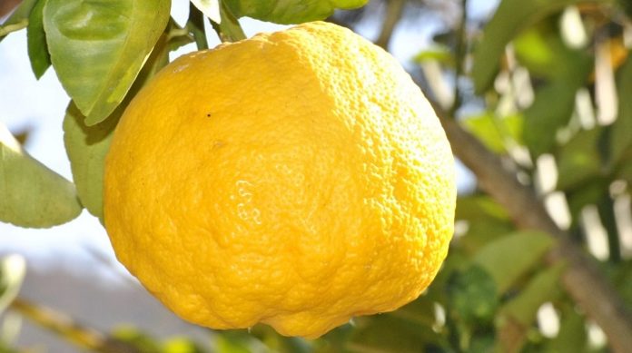 fat-to-fit-9-ways-to-use-lemon-for-beautiful-skin