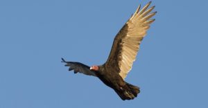 Turkey Vulture – Spirit Animal, Totem, Symbolism and Meaning